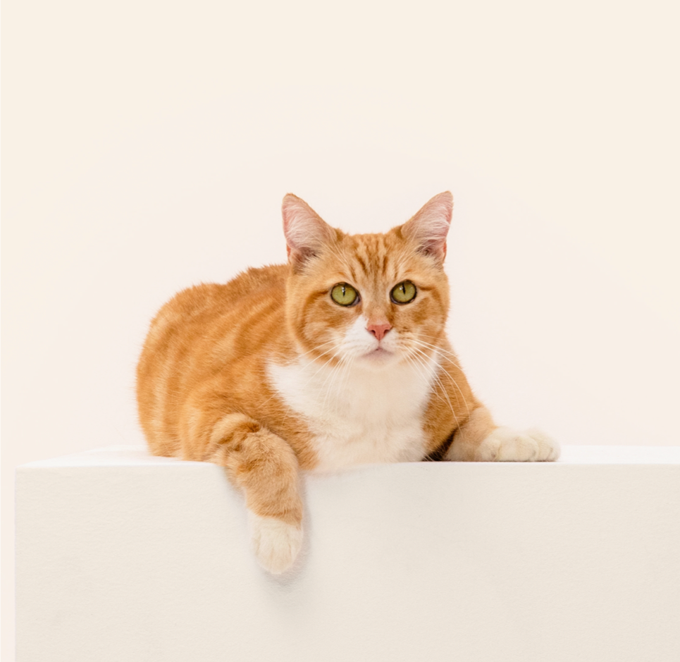 Wisdom Panel, Cat DNA Test for Comprehensive Health, Traits and Ancestry