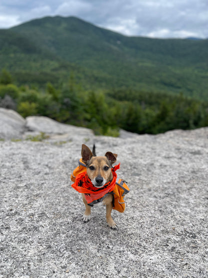 Ben's¬Æ Bandana with Insect Shield Dog
