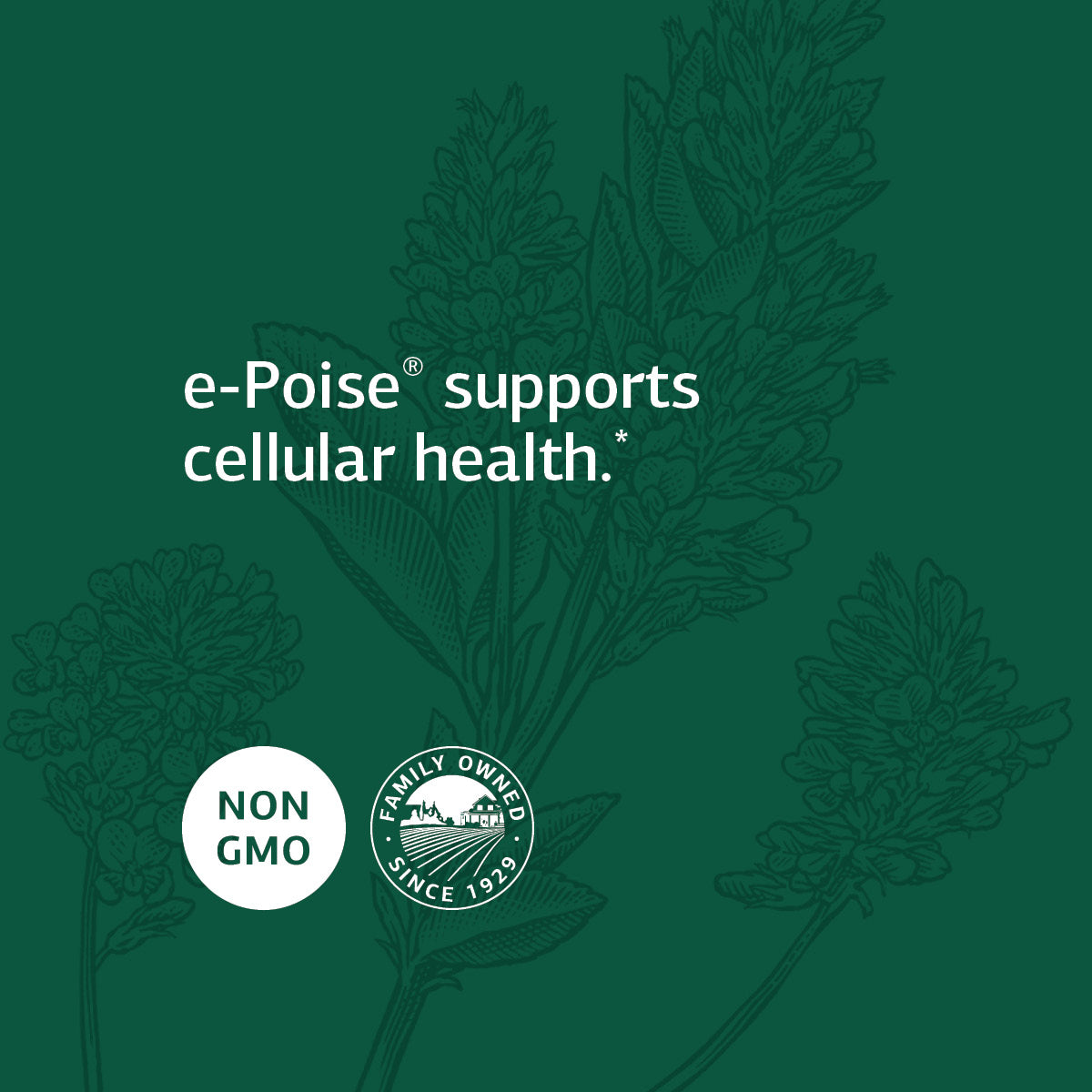 Standard Process e-Poise - Whole Food Energy, Vitality, and Antioxidant Support with Riboflavin, Vitamin B6, Thiamine, Wheat Germ, Vitamin A, Flaxseed Oil, Calcium, Vitamin B12-150 Capsules