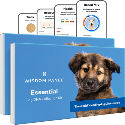 Wisdom Panel Essential: Most Accurate Dog DNA Test Kit for Breed ID and Ancestry | 25+ Genetic Health Conditions | Traits | Relatives | 2 Pack