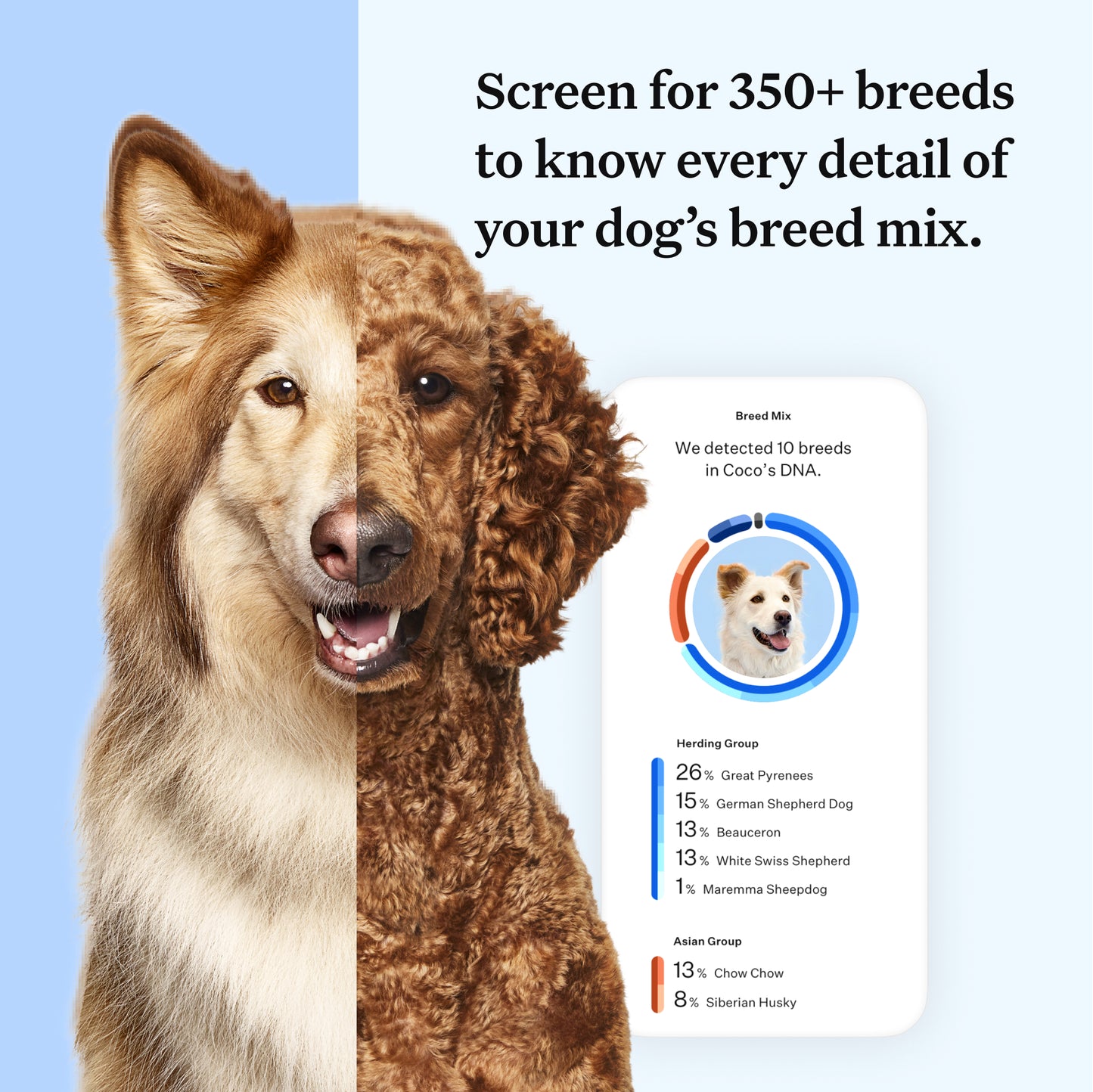 Wisdom Panel Essential: Most Accurate Dog DNA Test Kit for Breed ID and Ancestry | 25+ Genetic Health Conditions | Traits | Relatives | 2 Pack