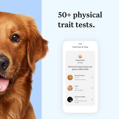 Wisdom Panel Essential: Most Accurate Dog DNA Test Kit for Breed ID and Ancestry | 25+ Genetic Health Conditions | Traits | Relatives | 2 Pack