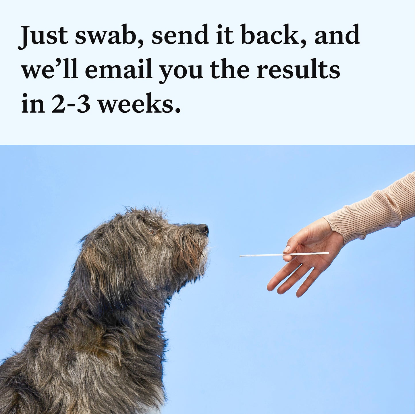 Wisdom Panel Essential: Most Accurate Dog DNA Test Kit for Breed ID and Ancestry | 25+ Genetic Health Conditions | Traits | Relatives | 2 Pack