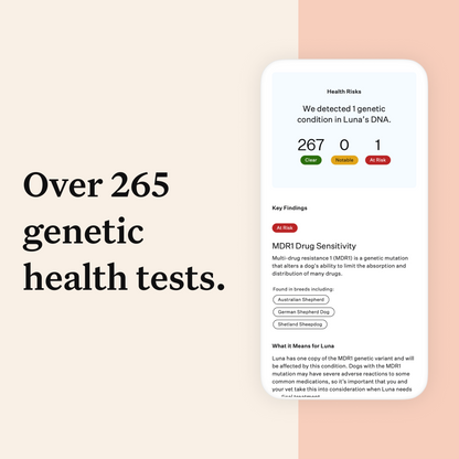 Wisdom Panel Premium, New and Improved Dog DNA Test for Comprehensive Health, Traits and Ancestry