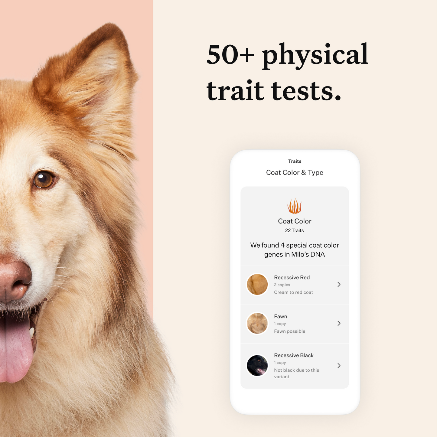 Wisdom Panel Premium, New and Improved Dog DNA Test for Comprehensive Health, Traits and Ancestry