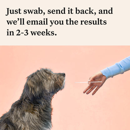 Wisdom Panel Premium, New and Improved Dog DNA Test for Comprehensive Health, Traits and Ancestry