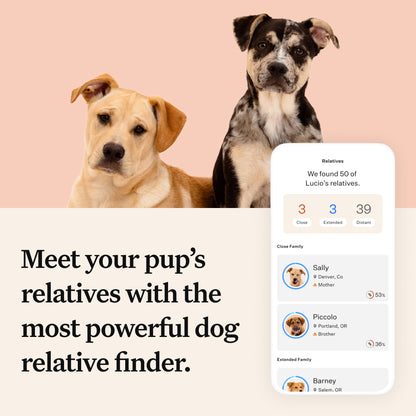 Wisdom Panel Premium, New and Improved Dog DNA Test for Comprehensive Health, Traits and Ancestry