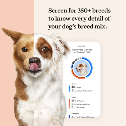 Wisdom Panel Premium, New and Improved Dog DNA Test for Comprehensive Health, Traits and Ancestry