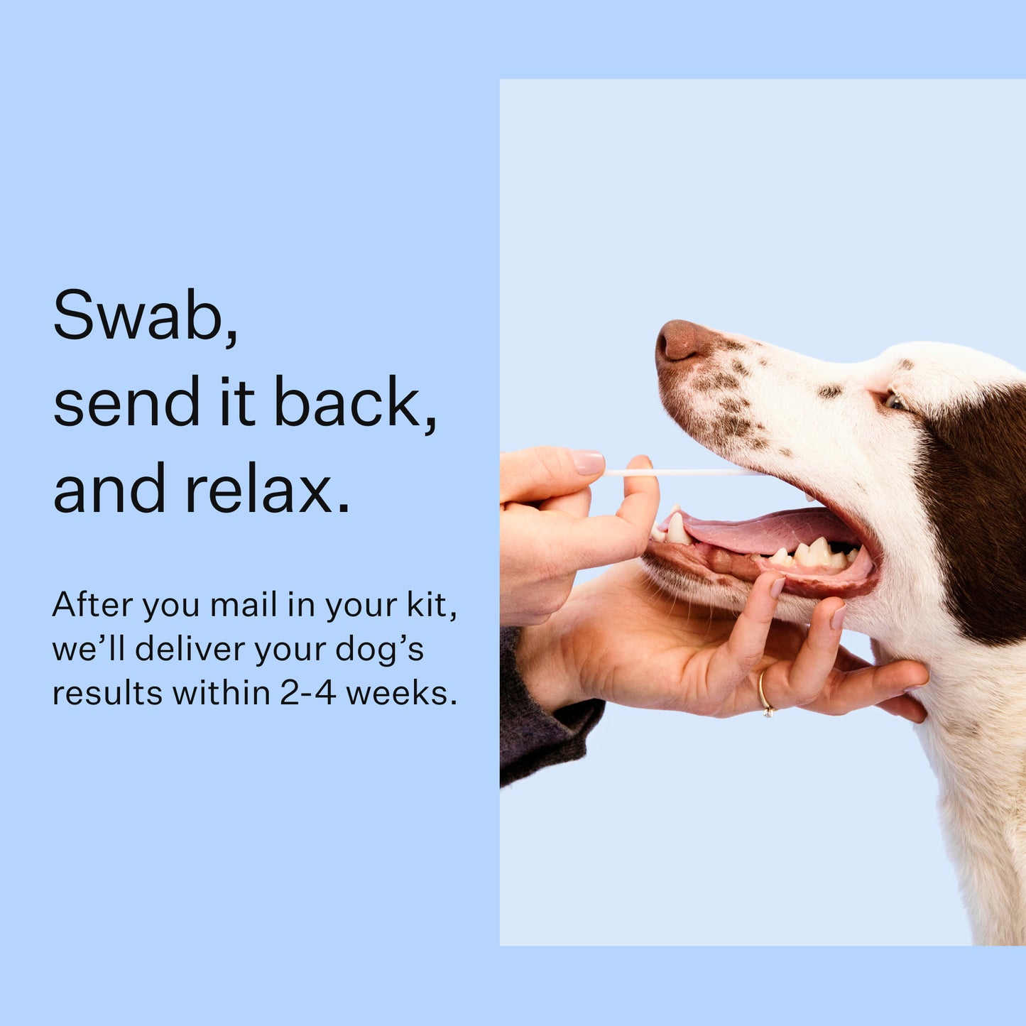Wisdom Panel 3.0 Canine DNA Test - Dog DNA Test Kit for Breed and Ancestry Information