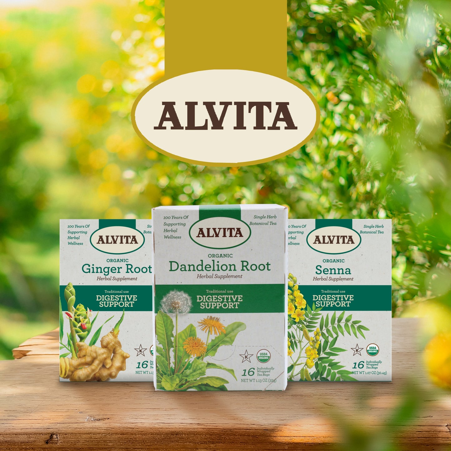 Alvita Organic Senna Tea, Herbal Organic Senna Tea Laxative, Senna Leaf Tea Bags for Colon Cleanse, Detox Tea, Constipation Relief (3 Pack - 16 Tea Bags Per Box)