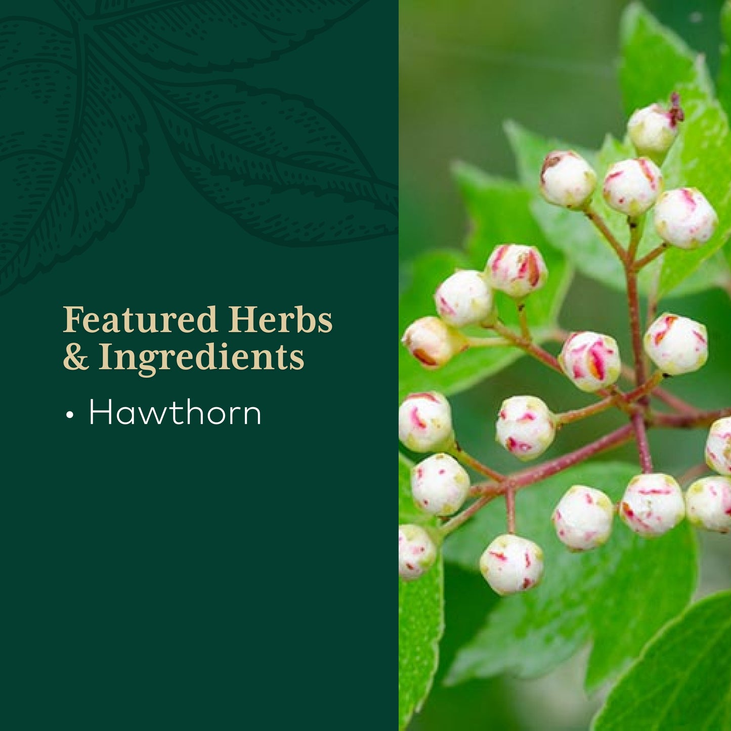 Gaia Herbs Hawthorn 60 Capsules