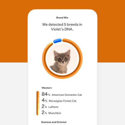 Wisdom Panel, Cat DNA Test for Comprehensive Health, Traits and Ancestry
