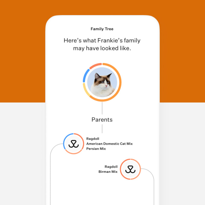 Wisdom Panel, Cat DNA Test for Comprehensive Health, Traits and Ancestry