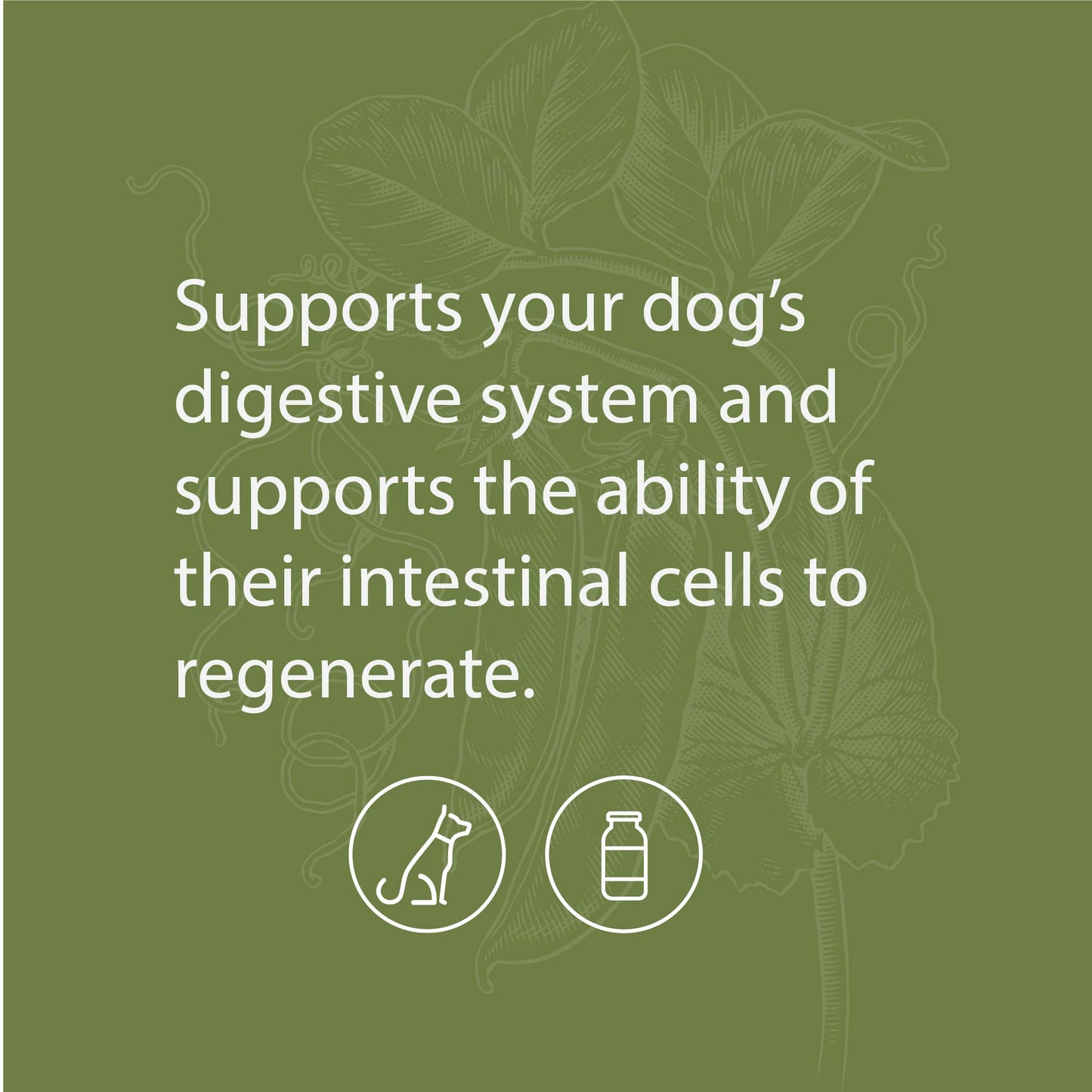 Standard Process - Canine Enteric Support - 110 Grams
