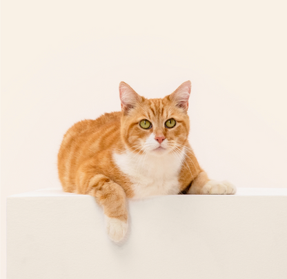 Wisdom Panel, Cat DNA Test for Comprehensive Health, Traits and Ancestry