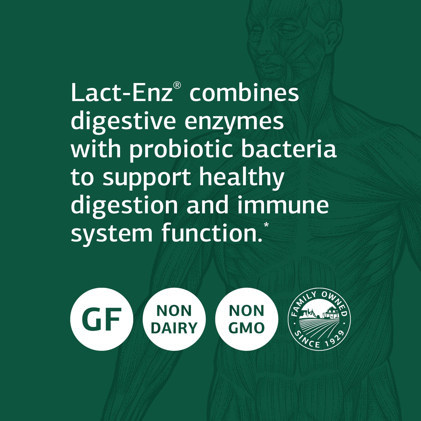 Standard Process Lact-ENZ - Whole Food Immune Support, Digestion and Digestive Health with Bifidobacterium Longum, Cellulase, Protease, Amylase, Lipase, Maltodextrin and More - 150 Capsules