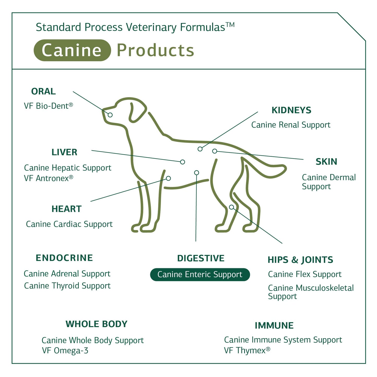 Standard Process - Canine Enteric Support - 110 Grams