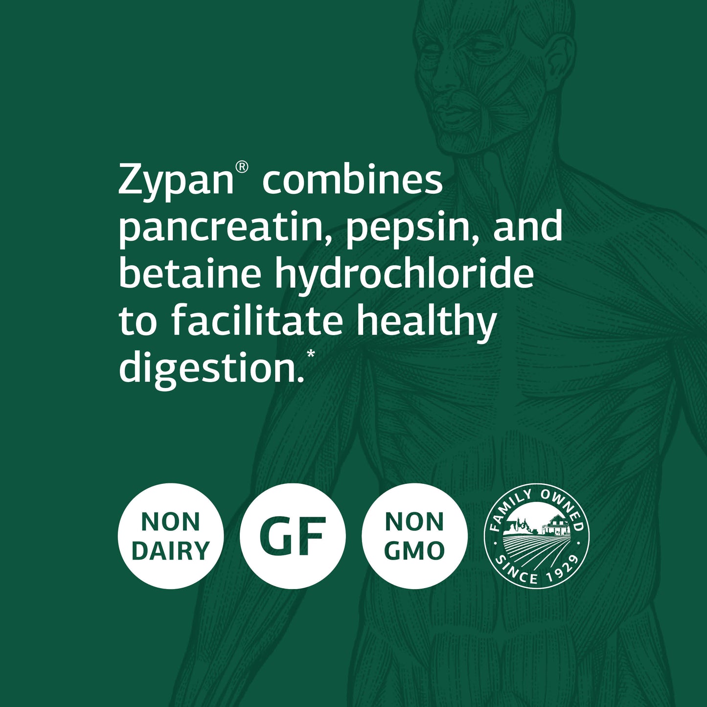 Standard Process Zypan - Whole Food Digestion and Digestive Health with Pepsin, Betaine Hydrochloride (Betaine HCl) and Pancreatin - Gluten Free - 330 Tablets